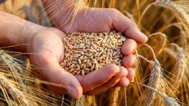 صورة تمديد اتفاقية تصدير الحبوب الأوكرانية.. بين الإيجابيات والمخاطر ومحددات النجاح
