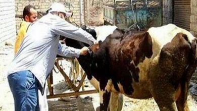 صورة «الزراعة»: فحص وعلاج 234 ألف رأس ماشية مجانًا من خلال 483 قافلة بيطرية  