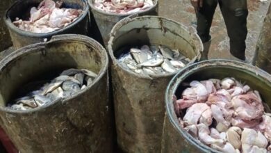 صورة ضبط وإعدام أكثر من ١٧ طن لحوم ودجاج مجمد في حملة على المنشآت الغذائية ببلبيس