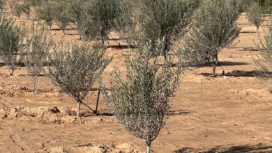 صورة “الزراعة” تواصل تقديم خدمات الدعم الفني والإرشادي لمزارعي التجمعات الزراعية بسيناء