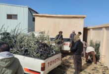 صورة “الزراعة” توزع 33 ألف شتلة زيتون بالمجان لدعم التجمعات البدوية بمطروح 