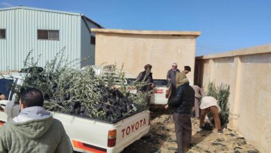 صورة “الزراعة” توزع 33 ألف شتلة زيتون بالمجان لدعم التجمعات البدوية بمطروح 