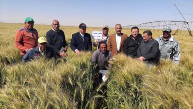 صورة فريق بحثي يتفقد زراعات القمح بتوشكى وشرق العوينات لمتابعة المحصول