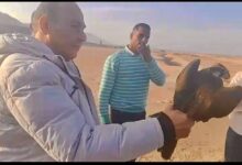 صورة “الزراعة”: إعادة إطلاق 10 صقور نادرة إلى الطبيعة بعد إنقاذها من التجارة غير الشرعية