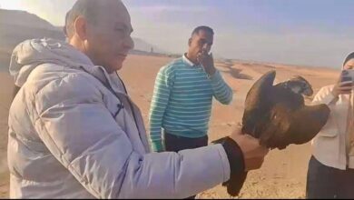 صورة “الزراعة”: إعادة إطلاق 10 صقور نادرة إلى الطبيعة بعد إنقاذها من التجارة غير الشرعية